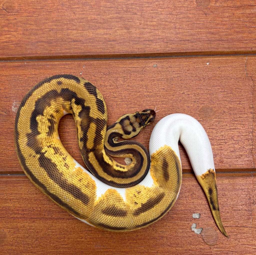 pastel-orange-dream-pied-BMO3QBILJS