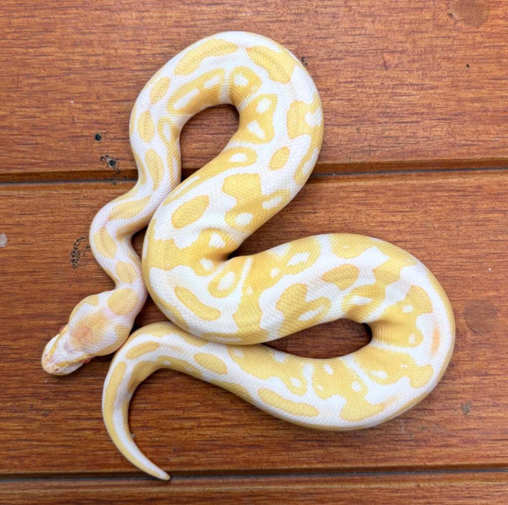 albino-het-pied-E3XGJSJMEX