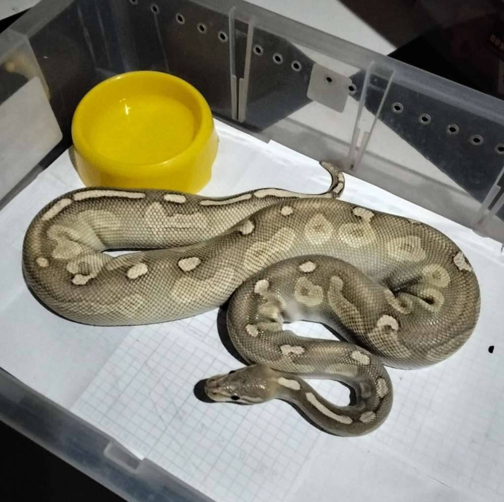 cinnamon-butter-hypo-VXY5RZLRCR