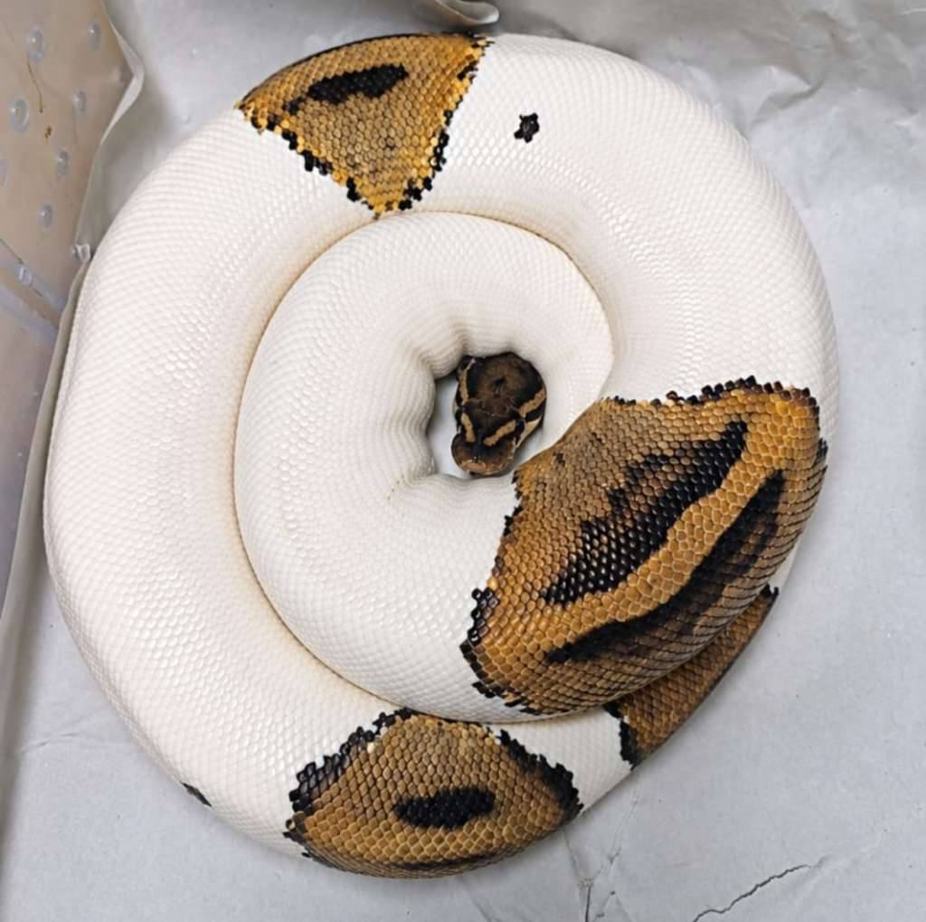 ball-python-pied-female-proven-0JZNJD0ZTK
