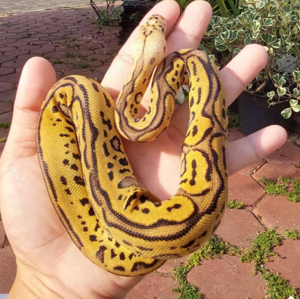 leopard-pastel-clown-ph-lavender-E2F2T69YMT