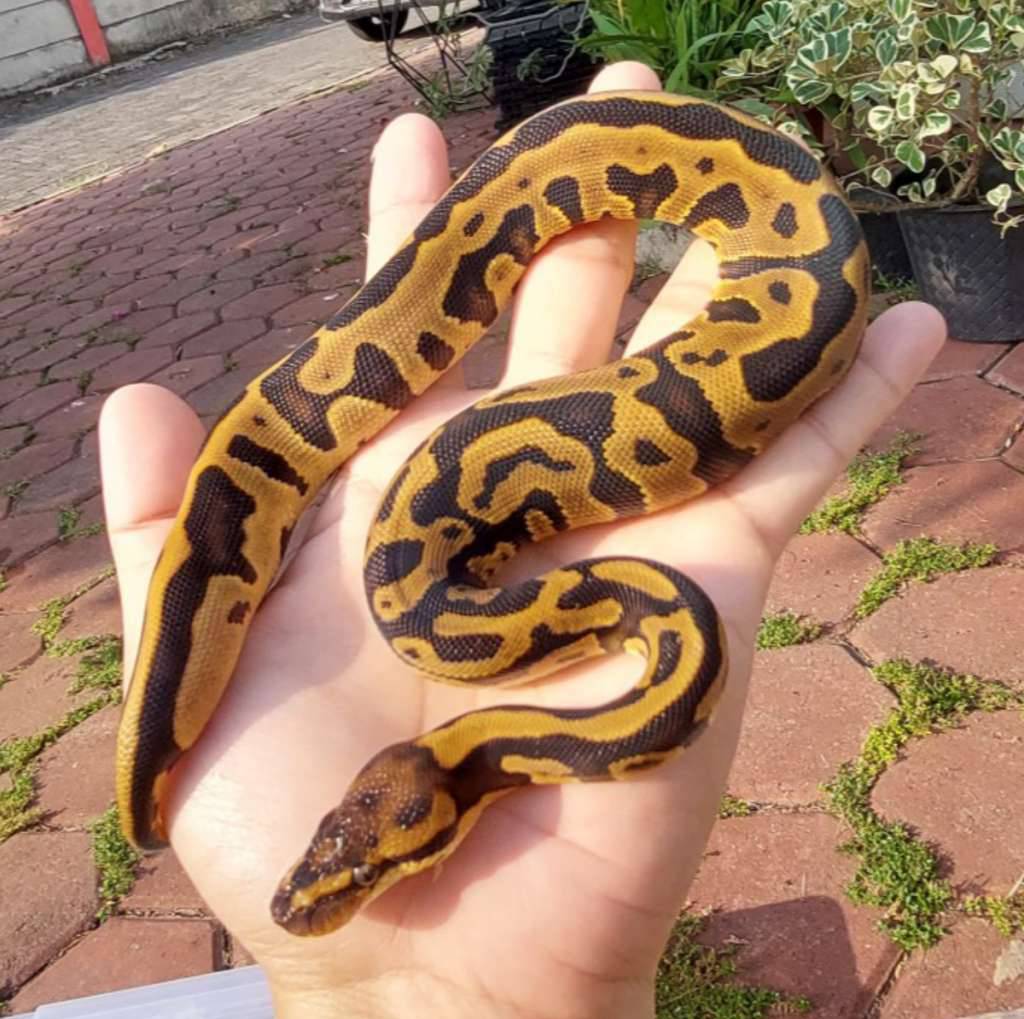 leopard-het-clown-ph-lavender-HPB4GGKYGV