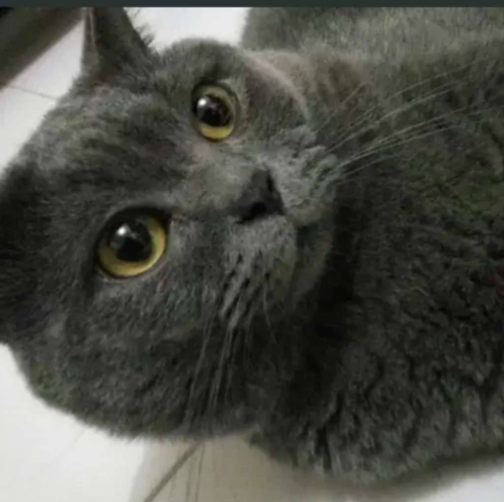 kucing-kitten-british-shorthair-bluesolid-penjantan-tangguh-JUMRF6VFTU