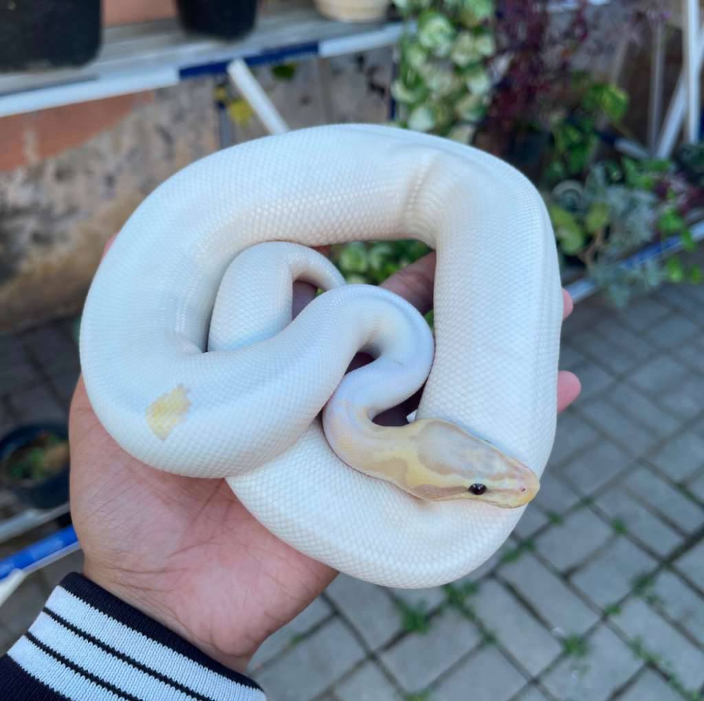 banana-pastel-fire-pied-W6XLKBHK02