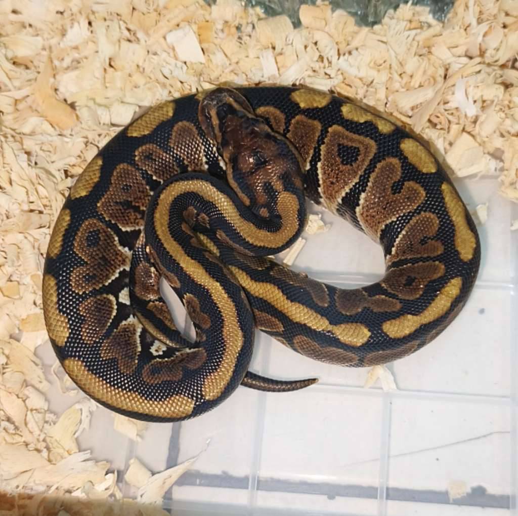 spotnose-het-clown-poss-het-pied-VH8TO1Y7A9