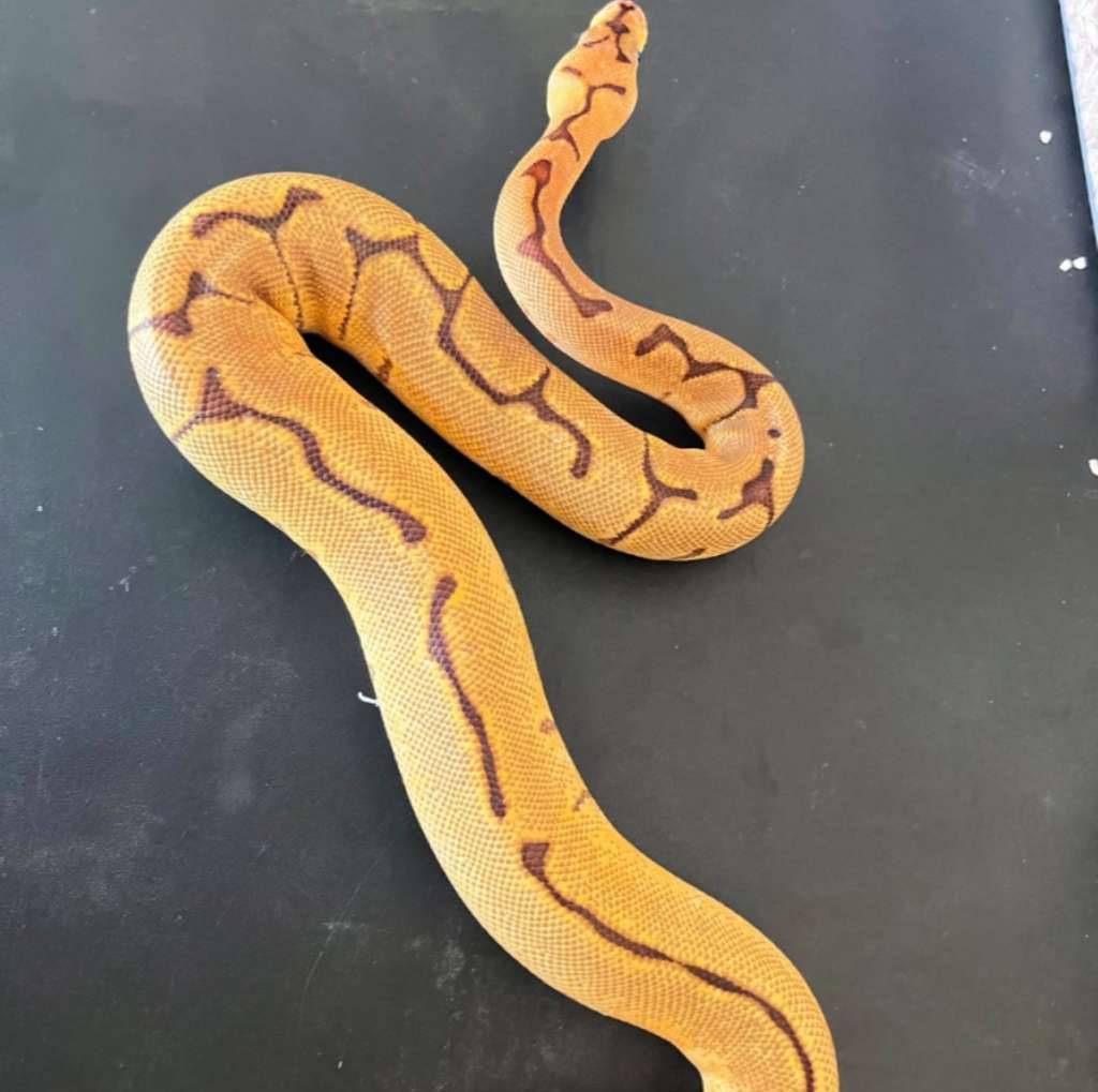 leopard-enchi-spider-clown-het-lavender-100-male-26VU7CM98J
