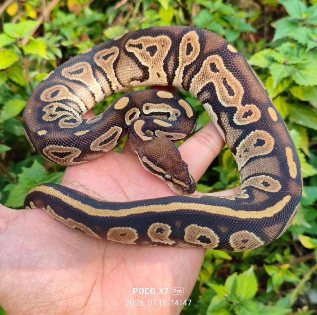 blackhead-het-albino-ph-pied-RIK43N1BDI