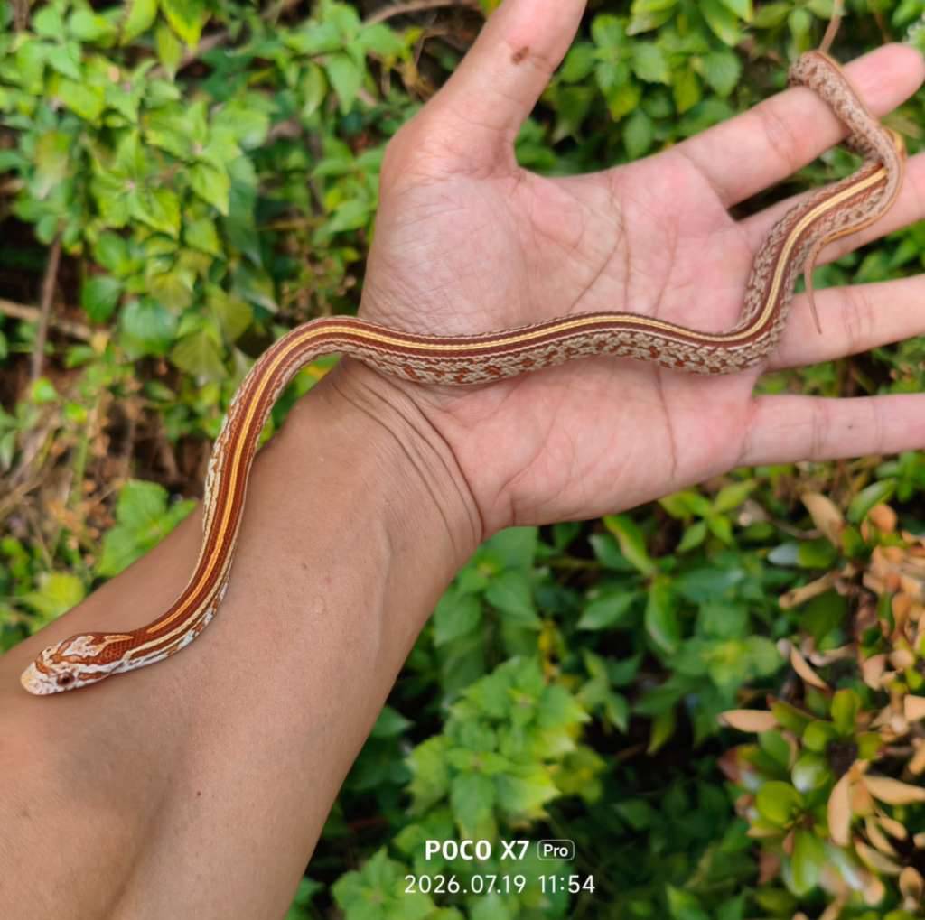 cornsnake-tessera-ultra-female-ZC4KZD3QW9