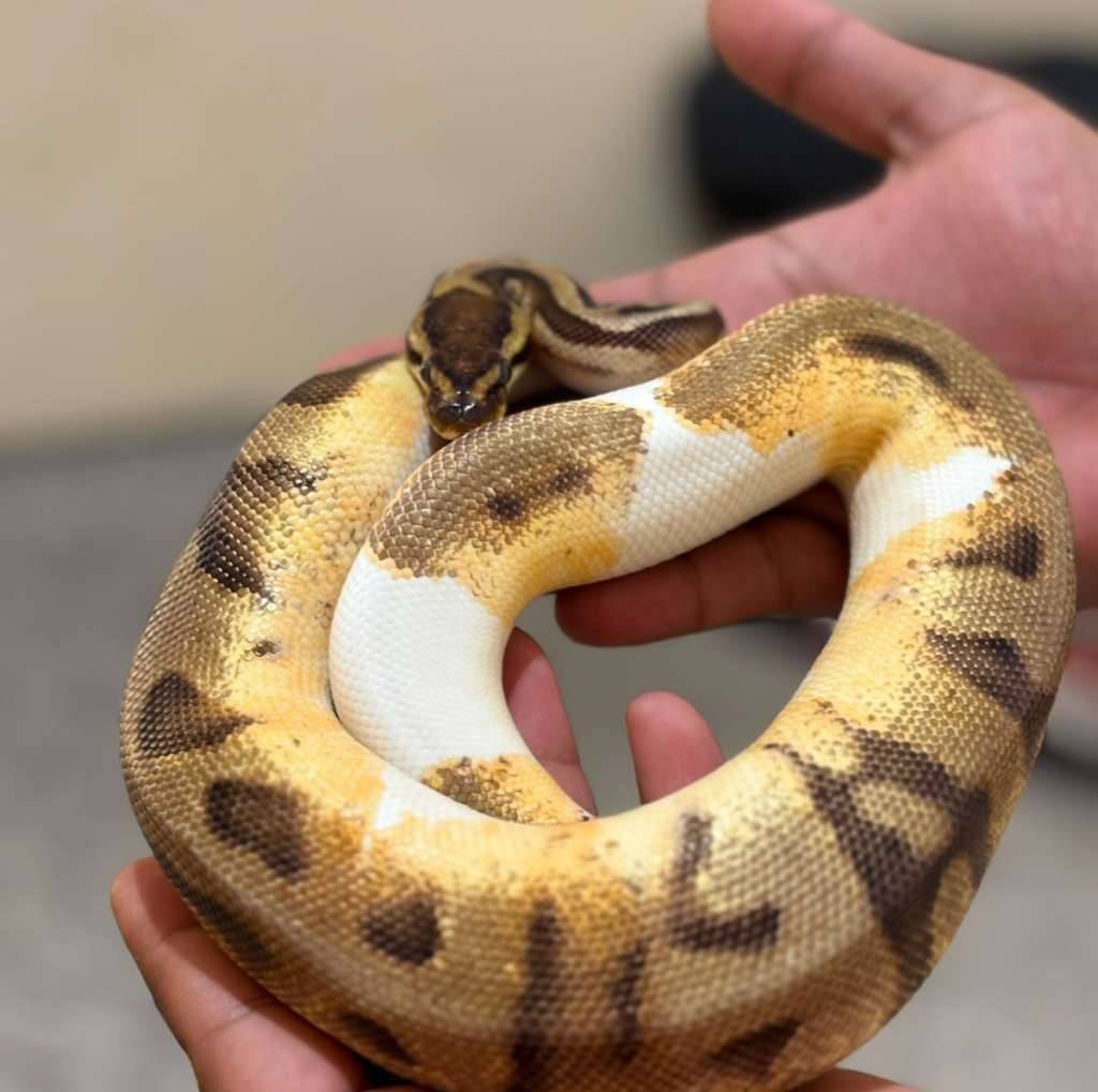 pied-orange-dream-enchi-GCXQBHCCXR