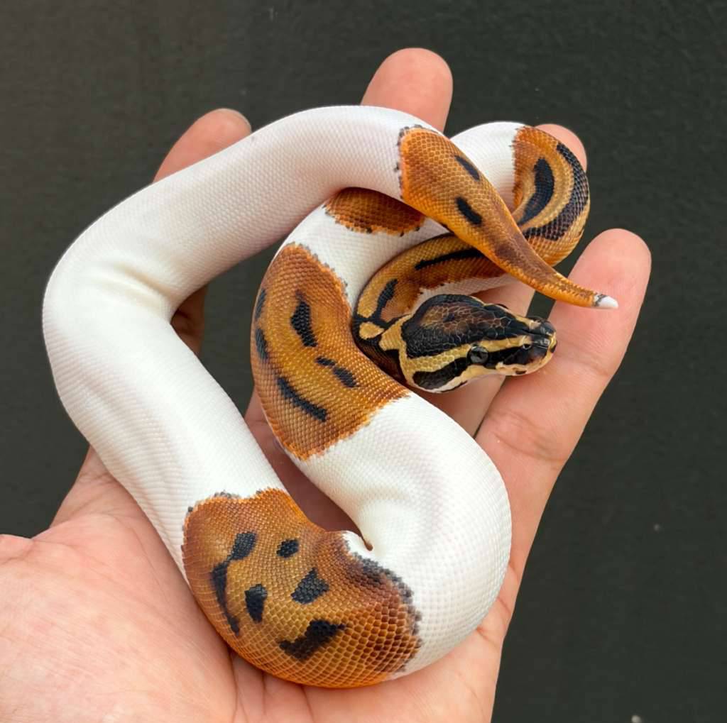 female-cute-face--orange-dream-pied-het-albino-UROQ2Z4ALP