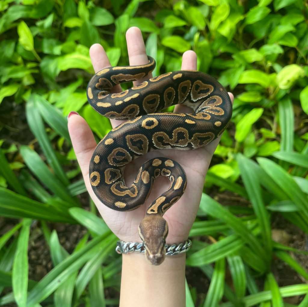cinnamon-het-hypo-XFBKQROOTQ
