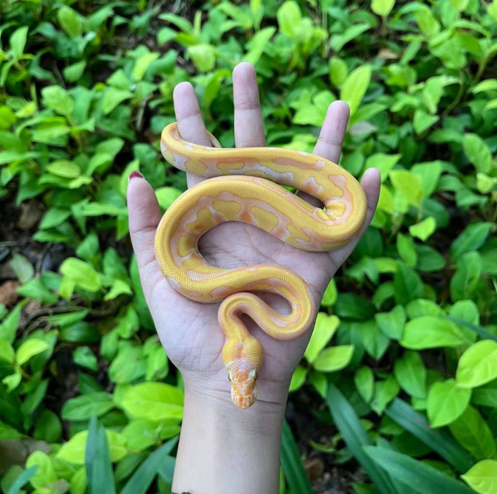 starburst-enchi-leopard-lavender-het-clown-67YE2RURZK