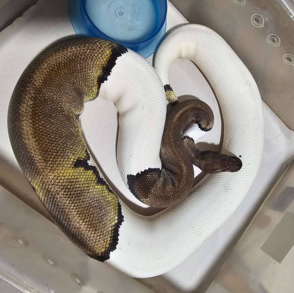pied-mojave-black-pastel-Q7QMREMSZH
