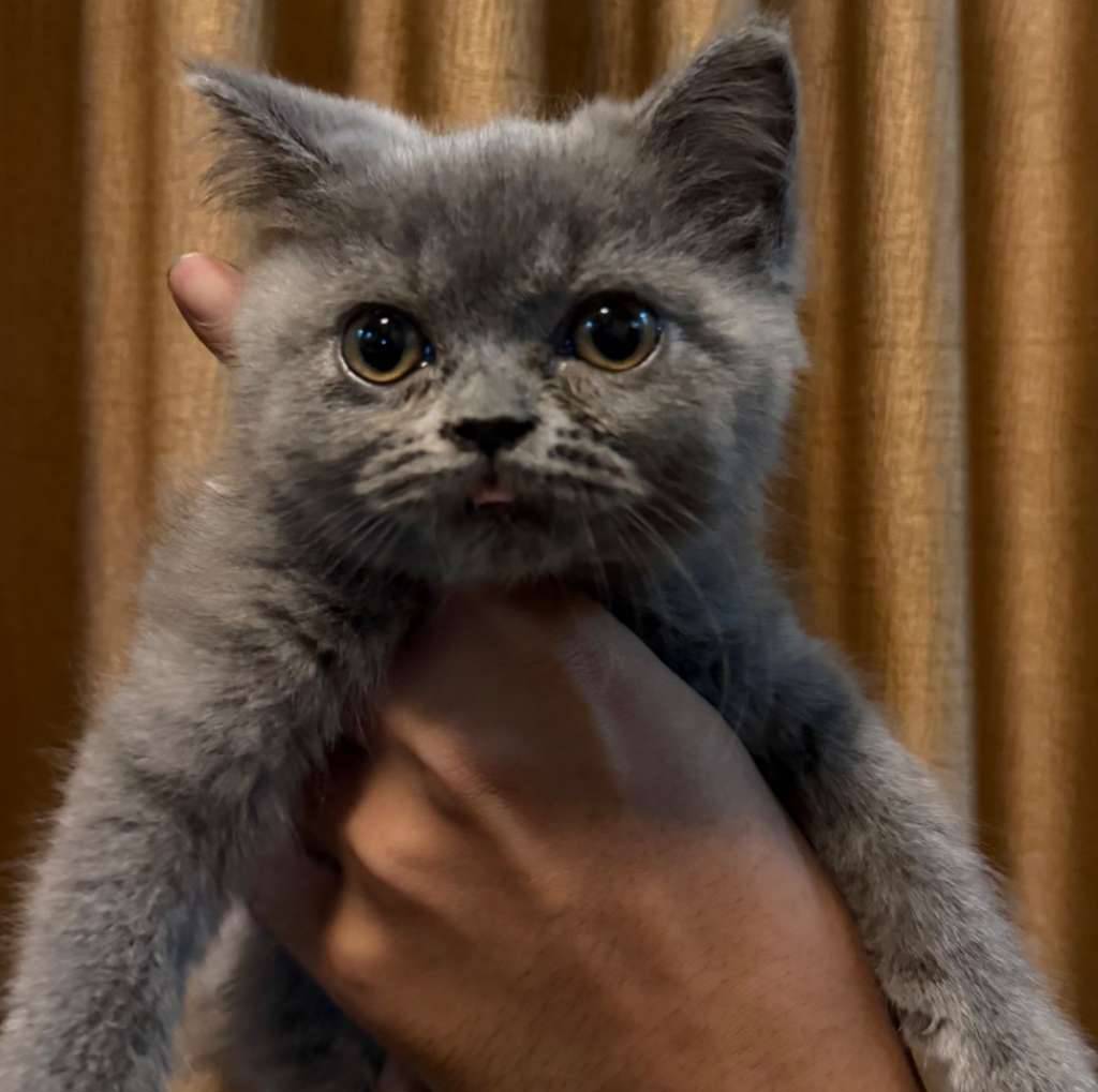 kitten-bsh-blue-solid-8AZUNUH1NL