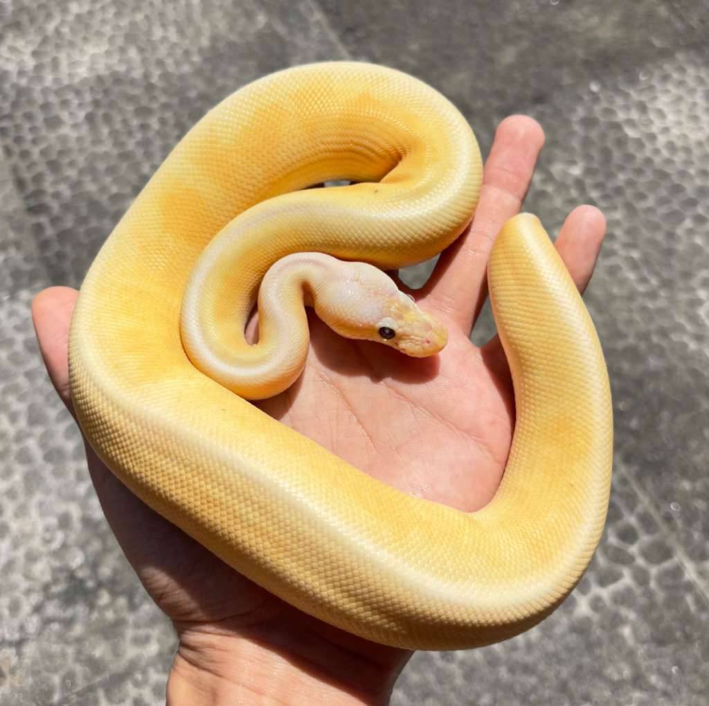 ivory-banana-cinnamon-pastel-JGOZMAXBWB