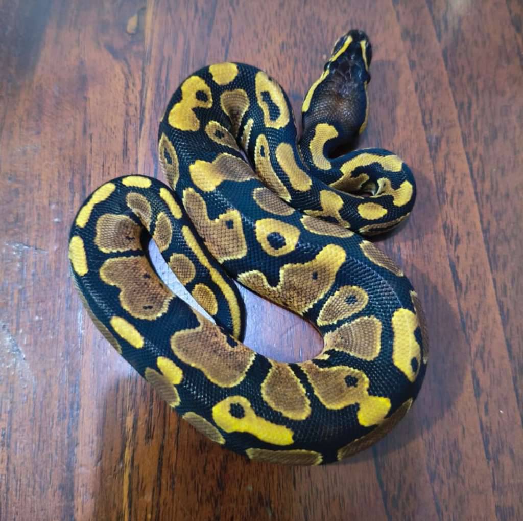 normal-het-dreamsicle--het-pied-het-lavender--female-G4ZJTWQ3R8