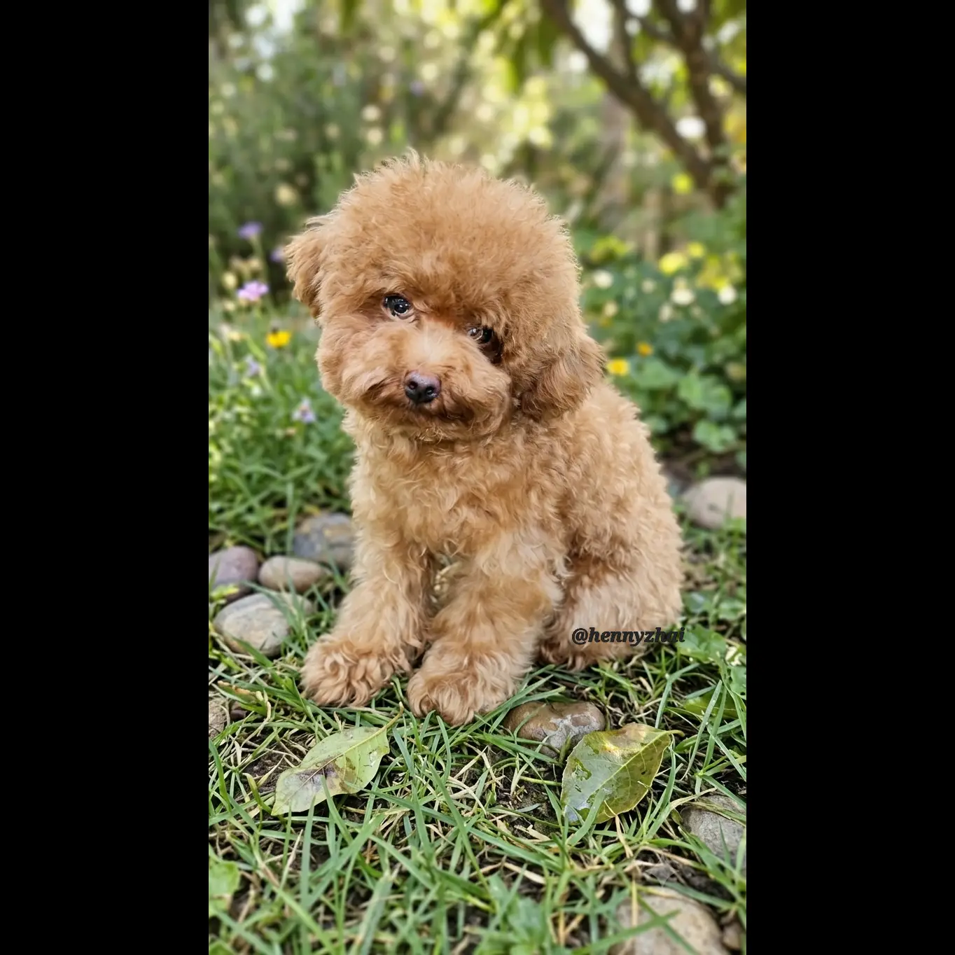 adopsi-poodle-anakan-6-bulan-jantan-6SQQMSBIPL