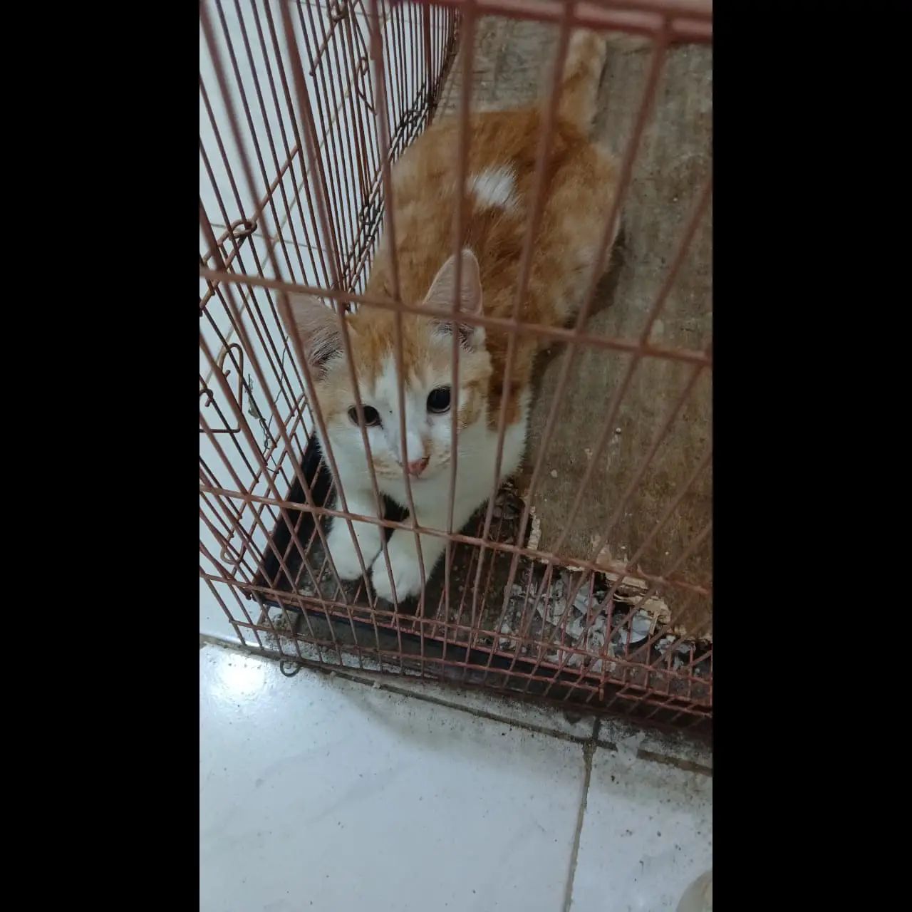 ganti-pakan-aja-untuk-dua-kucing-HT4U0NJ17R
