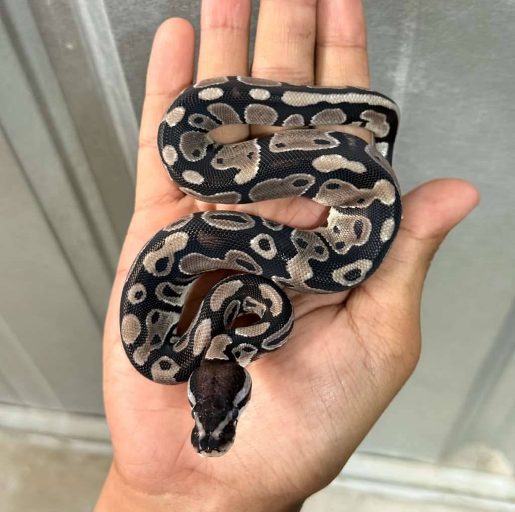 tsk-axanthic-het-pied-D6DM6PC8FZ