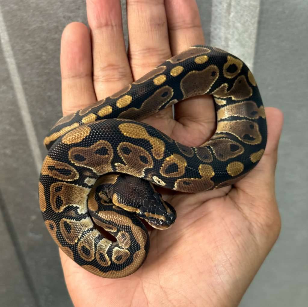 normal-double-het-tsk-axanthic-pied-RWFNYQ8SR2