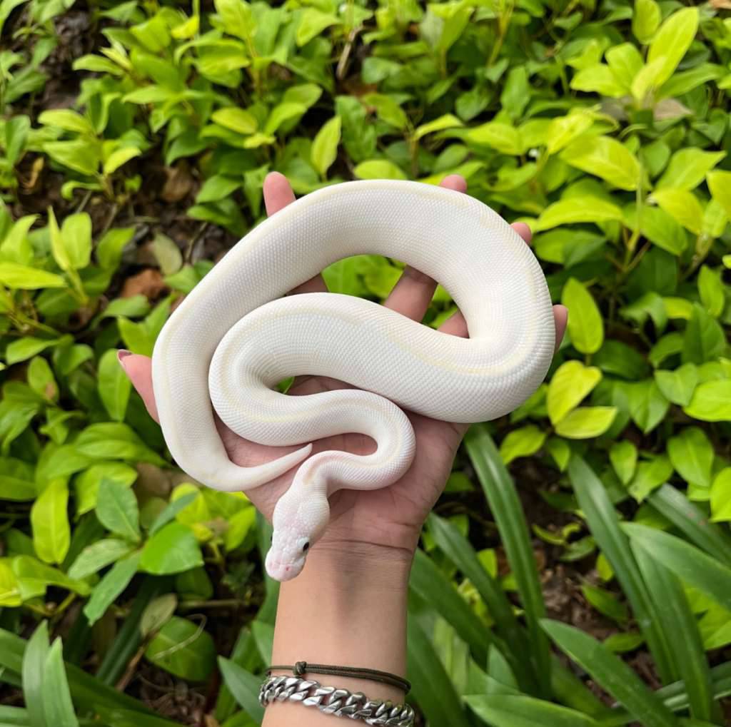 blue-eyed-leucistic-lucy-KB8WZYPKOJ
