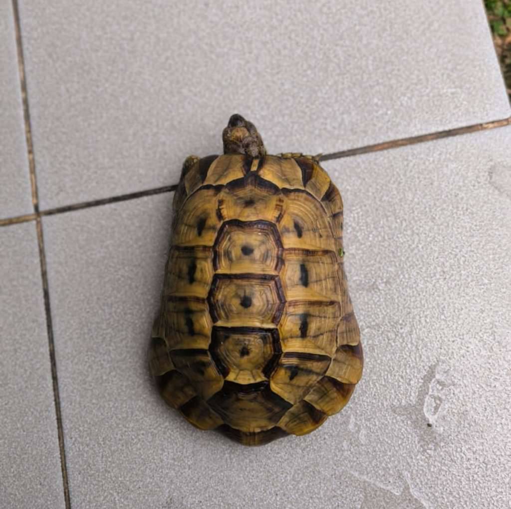 greek-tortoise-UGBZ4H6RDC