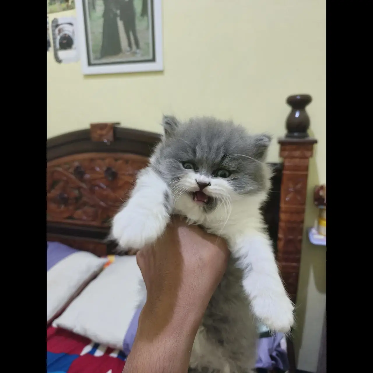 open-adopt-kucing-british-long-hair-D8ZFBZKPR5