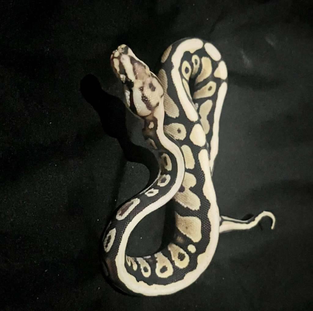 spotnose-specter-desert-ghost-AHSFPOBMJZ