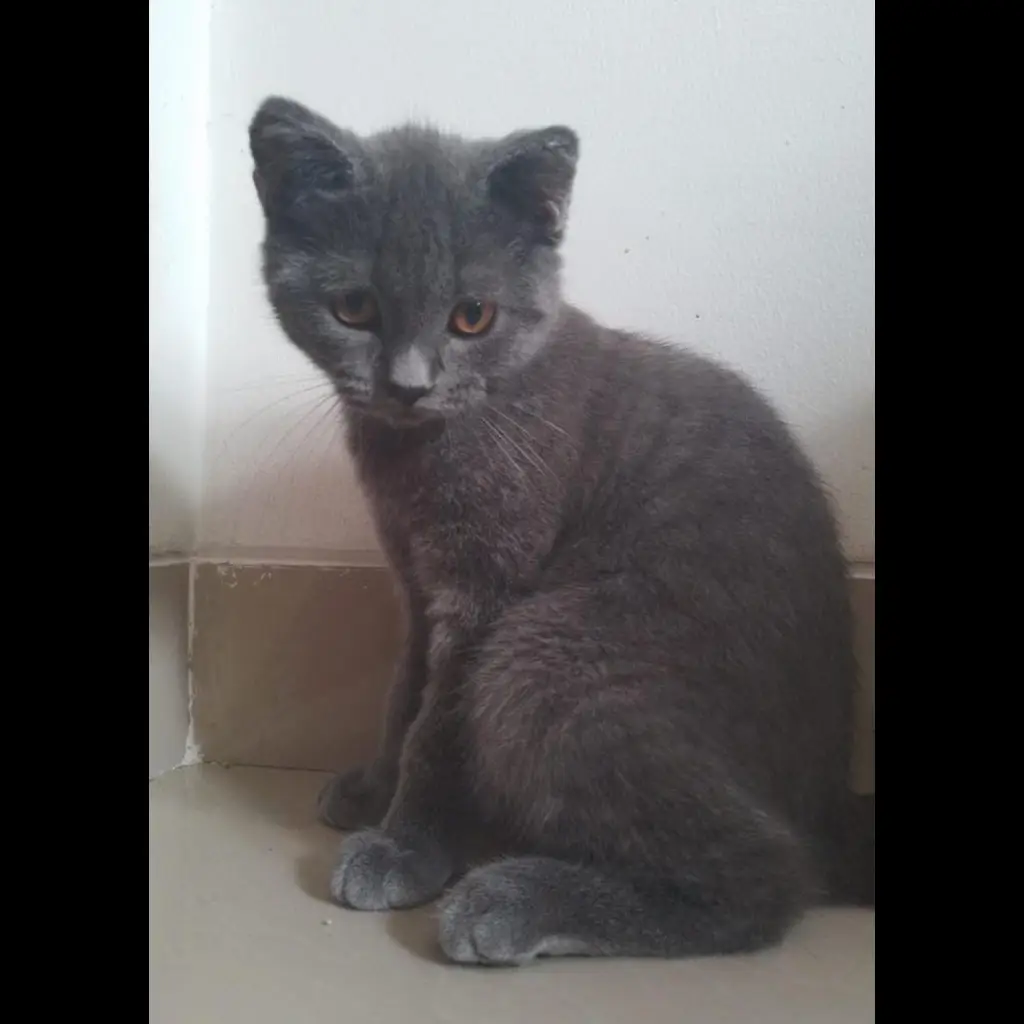 british-short-hair-kitten-anakan-kucing-bsh-murni-DHVVANF4WG