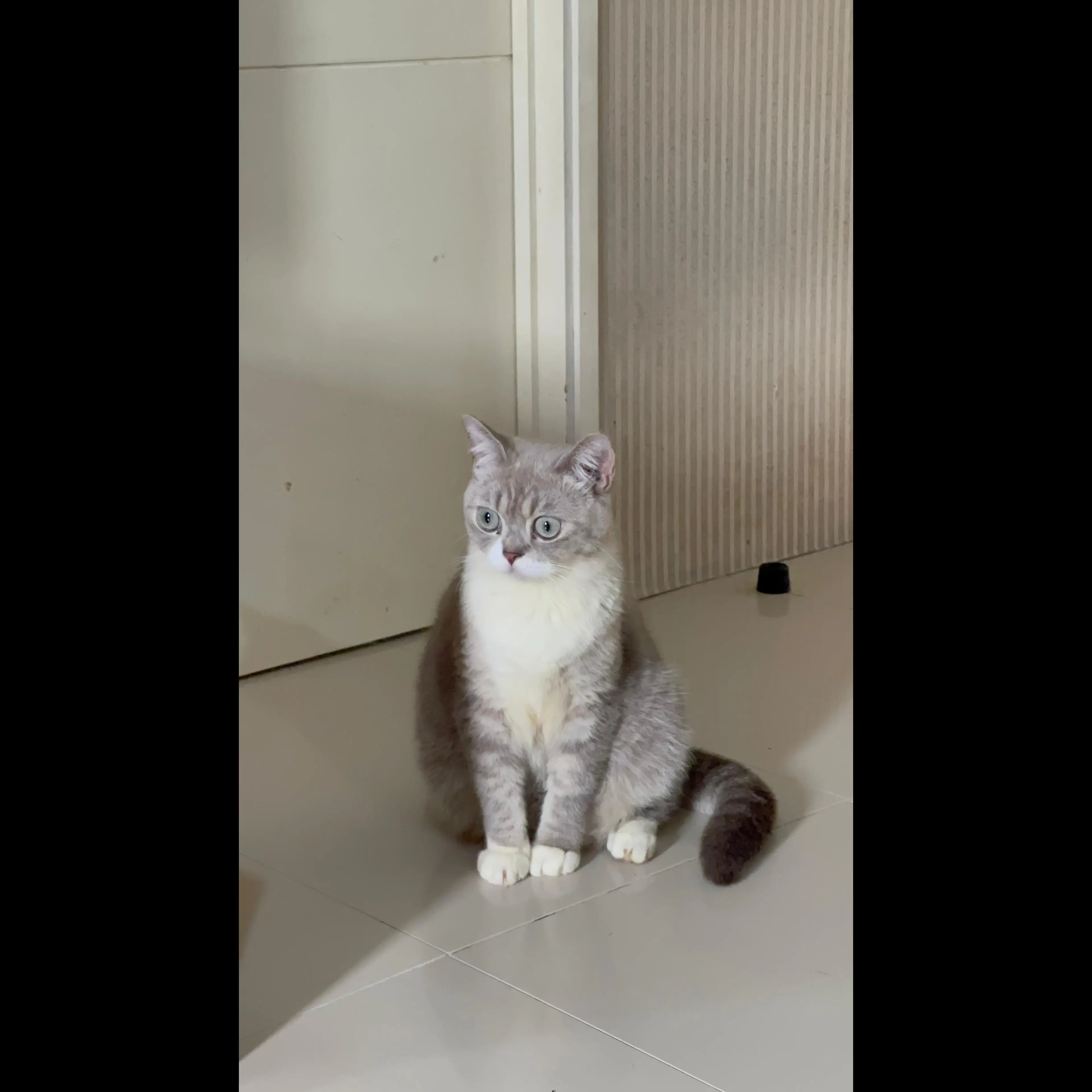 open-adopt-kucing-british-short-hair-100-PMIBNL993L