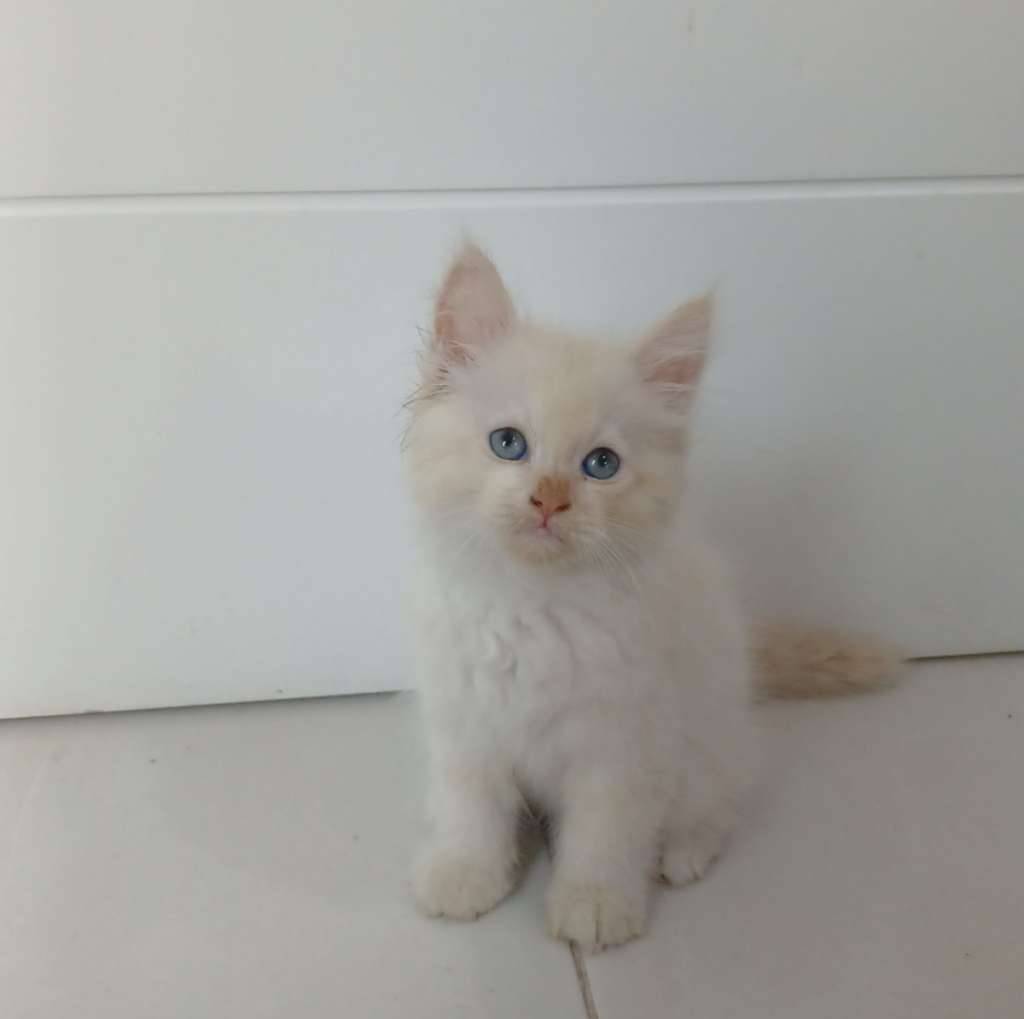 kitten-persia-medium-mix-himalaya-red-point-FT1UU2F9KY