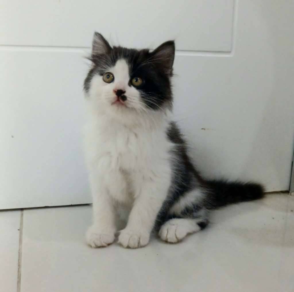 kitten-persia-medium-mix-flatnose-1JC1JLO5F8