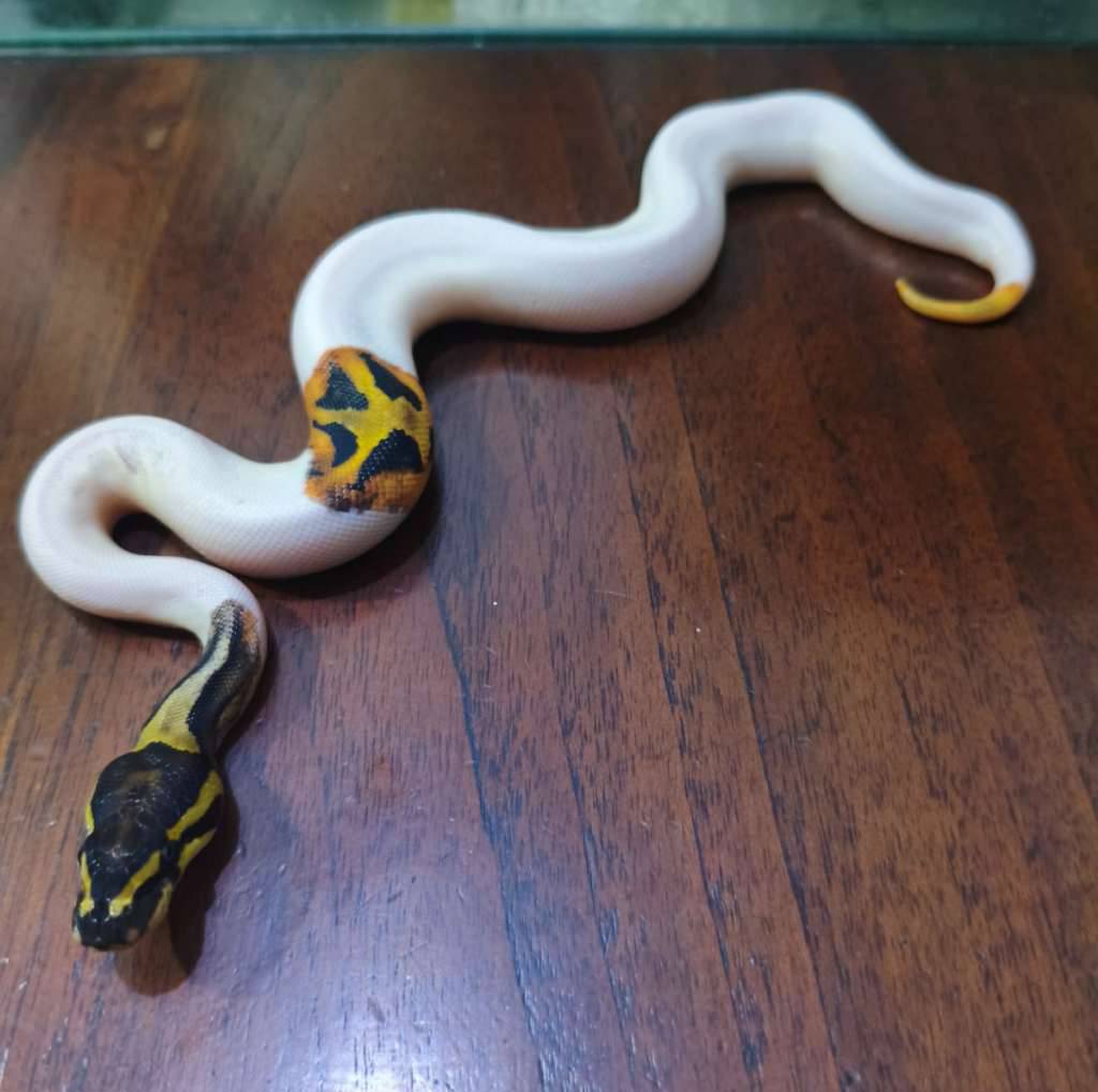 pied-het-lavender-EJU6SI3Z6O