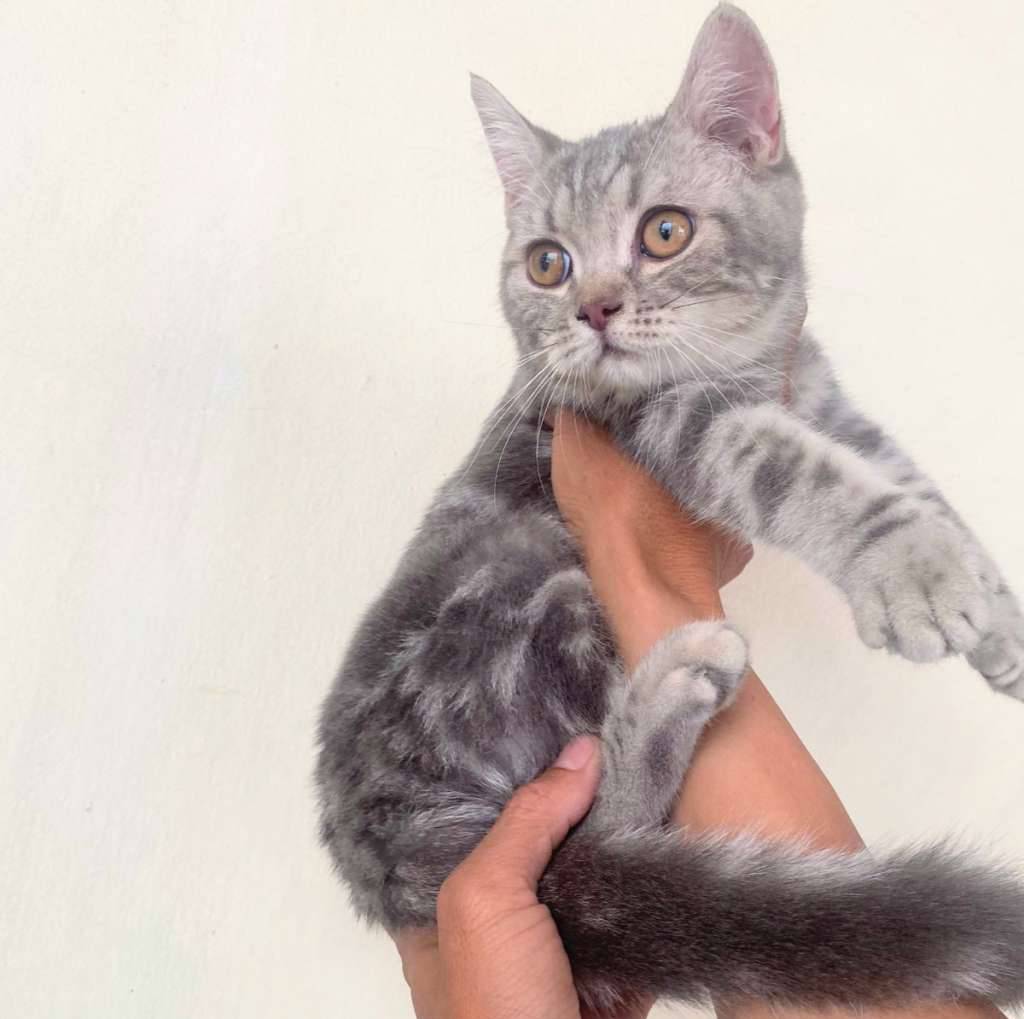 kucing-kitten-british-shorthair-silver-classic-betina-pure-ZMP5Z76O8N
