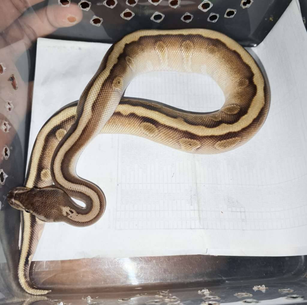 ball-python-UB5BM87F25