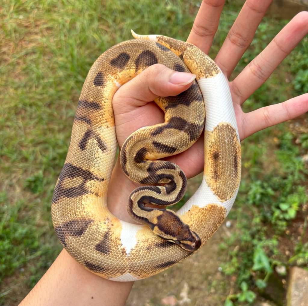 m-enchi-orange-dream-pied-emoji-juve-K9KT3WBJIA