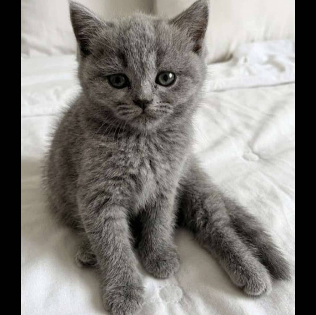 kucing-kitten-british-shorthair-bluesolid-pure-betina-5KPMXB4TFN