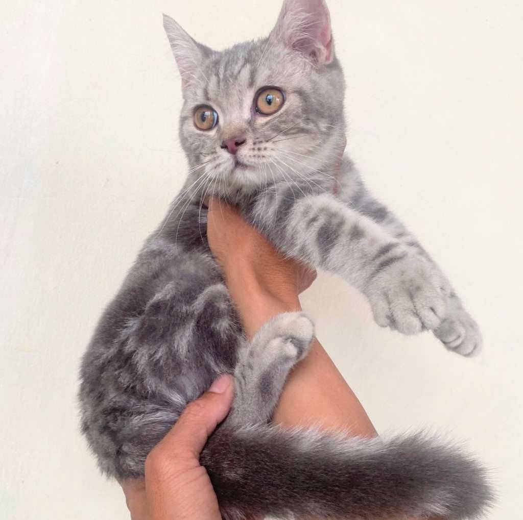 kucing-kitten-british-shorthair-silver-classic-tabby-betina-kucing-whiskas-2QF3LPIIHZ