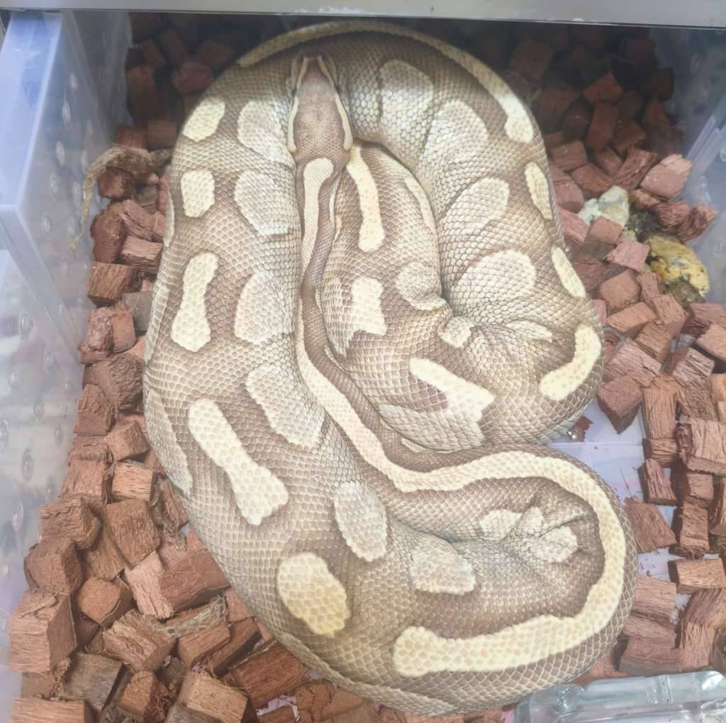 lesser-fire-female-proven-530QU4G0IE