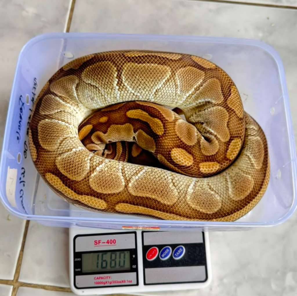 lesser-yellow-belly-NL5L5FI00M