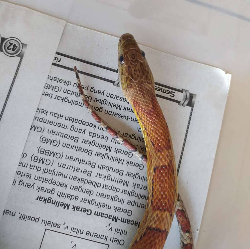 cornsnake-sunkissed-718Z7F9UIX