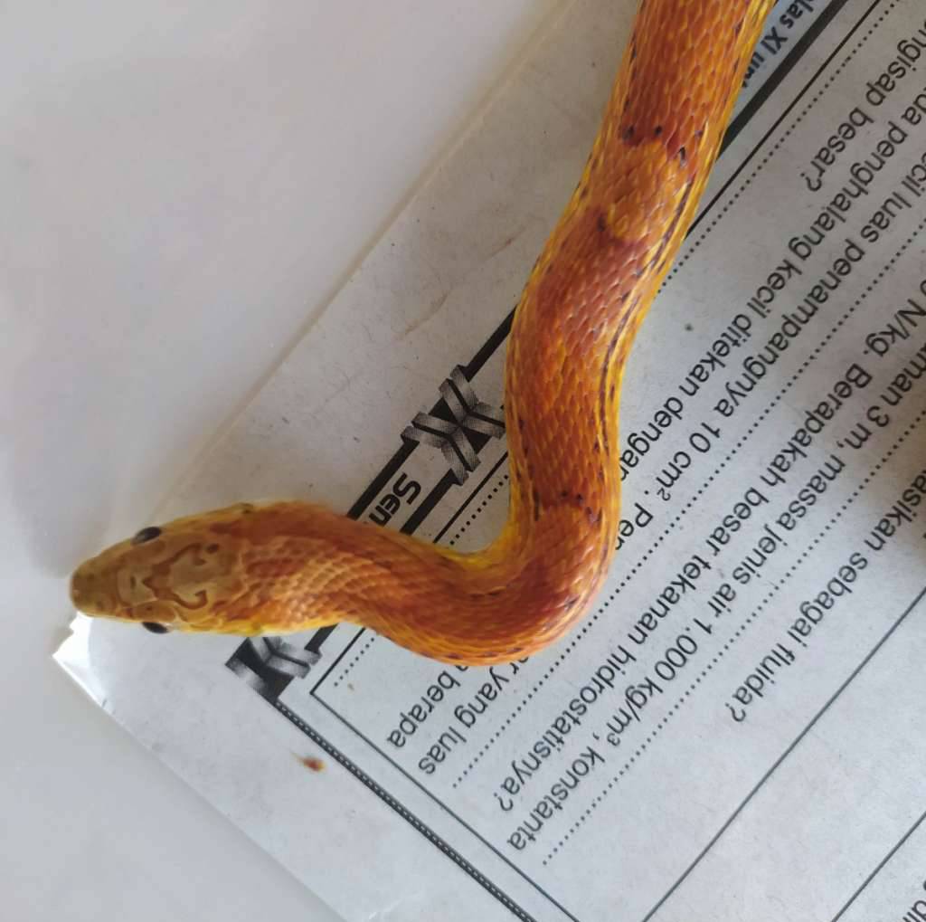 cornsnake-sunkissed-FO9924YCVJ