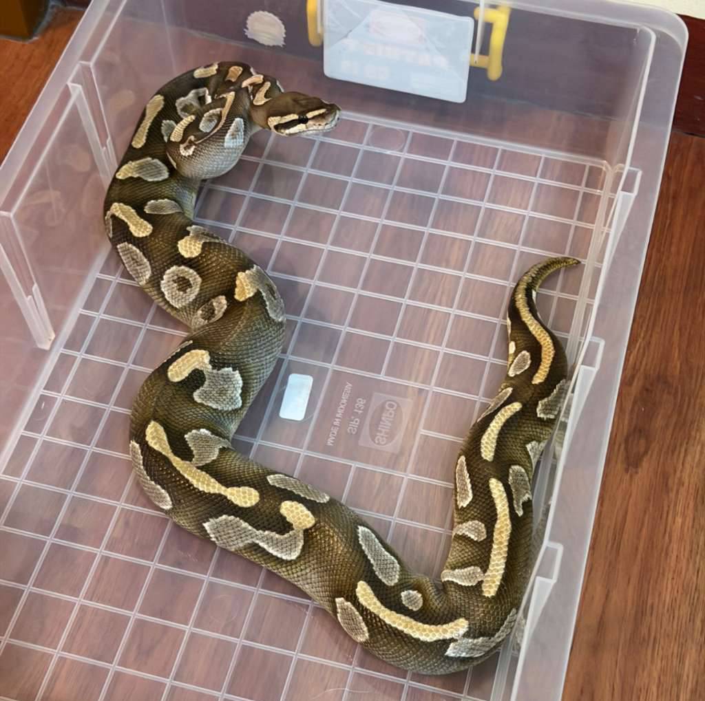 ball-python-mojave-yb-15B5GISGGM