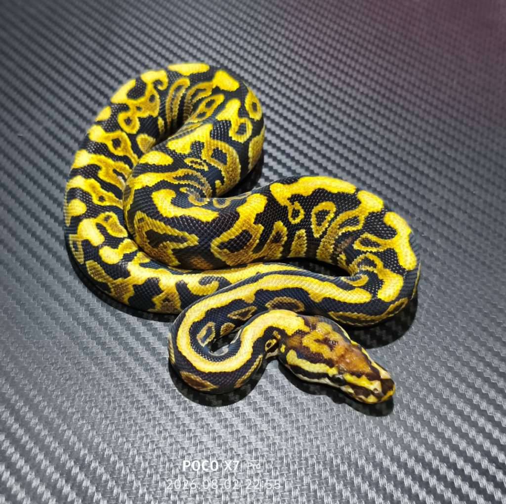 spotnose-yellow-belly-het-dg-VNB8YK7B0V