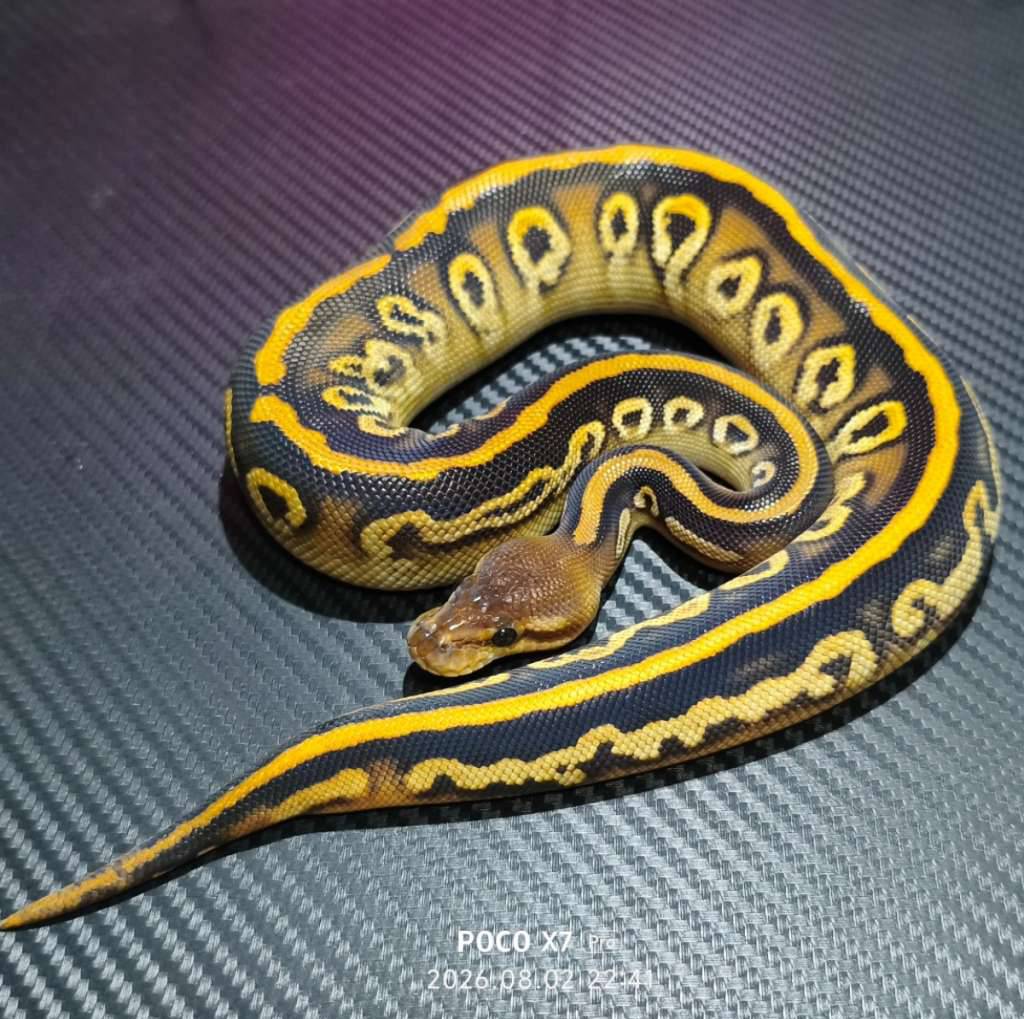 blackpastel-cypress-het-hypo-RA3ORBRZYK