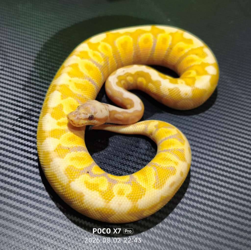 banana-spotnose-pastel-het-clown-RK4U8FE6D4