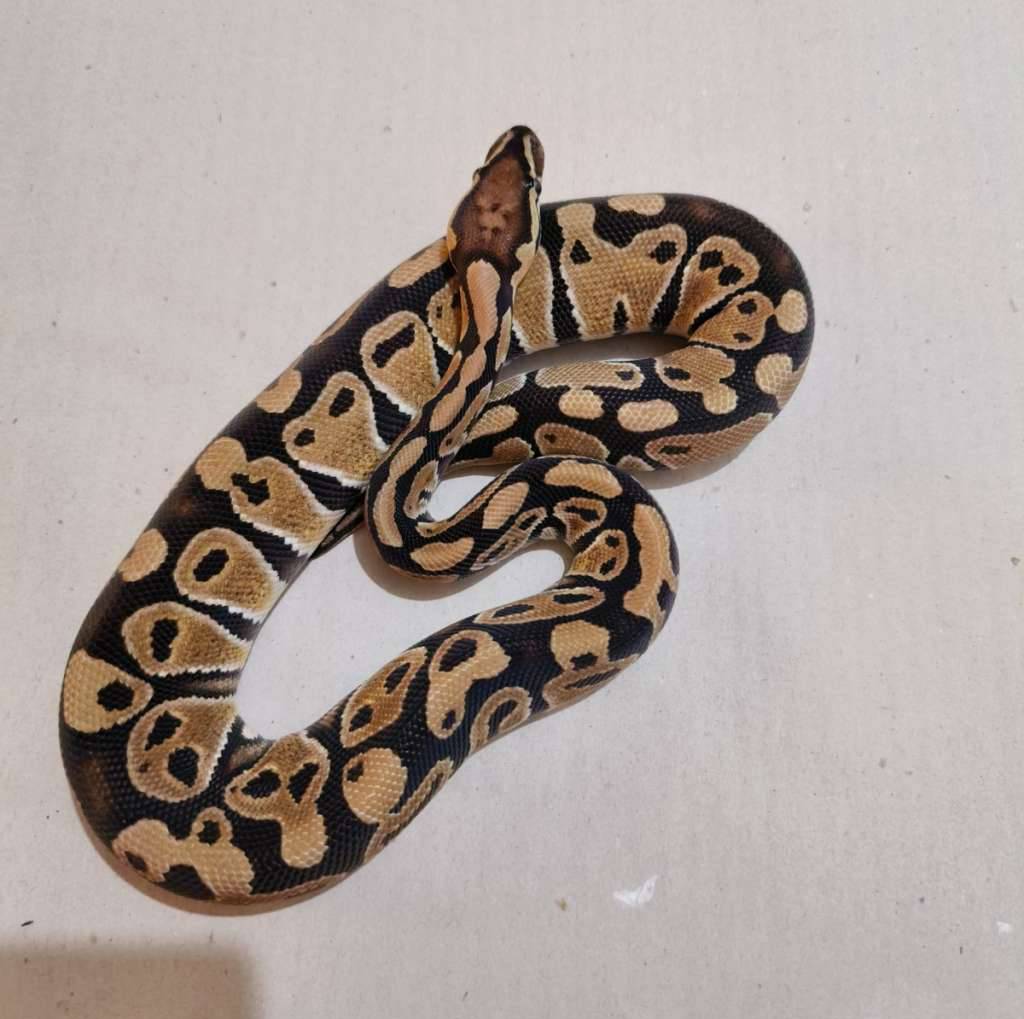 female-normal-het-axa-vpi-YRYTZMLKUN
