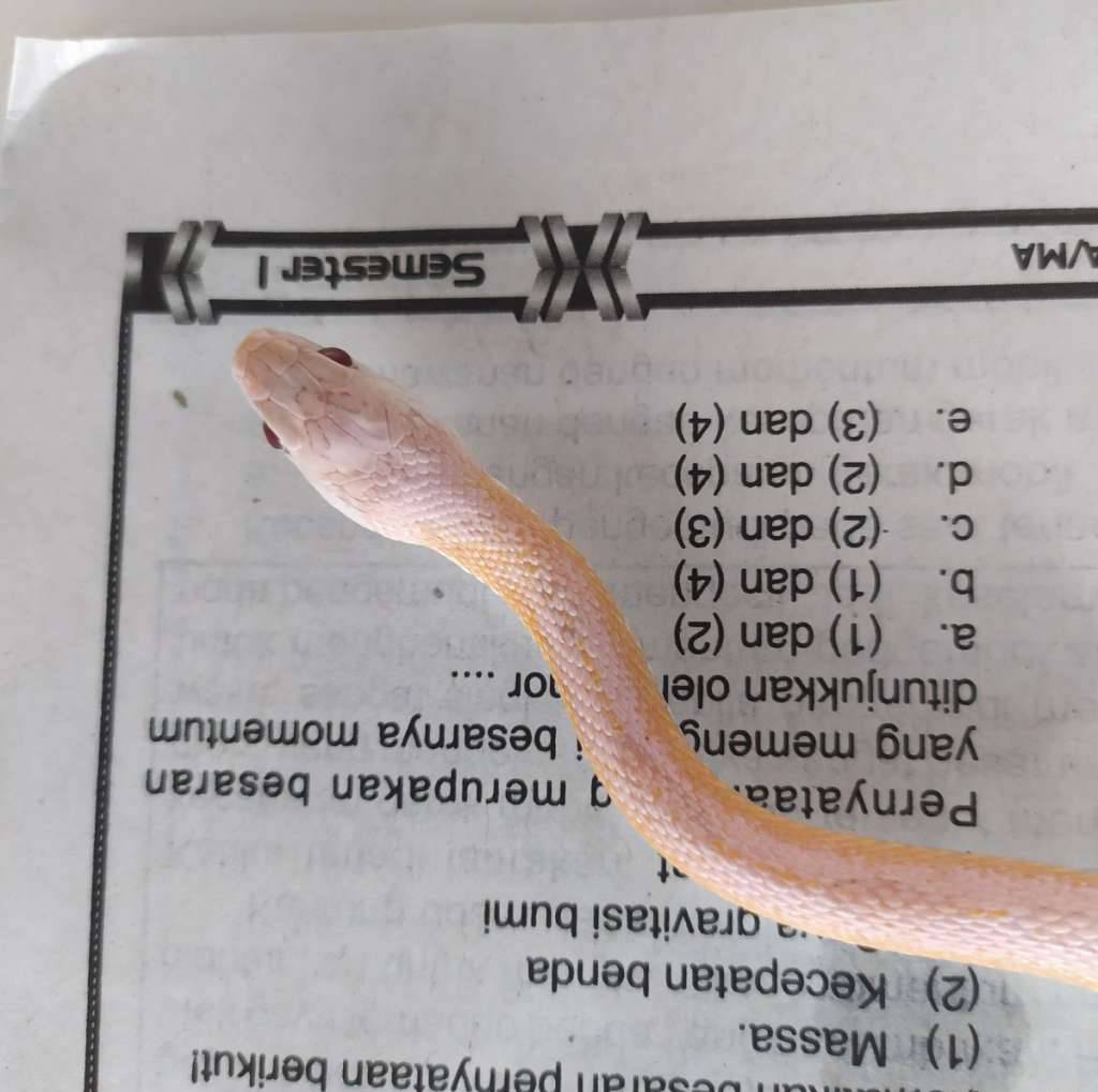 cornsnake-coral-ghost-sunkissed-sunspot-IWFY5V920A