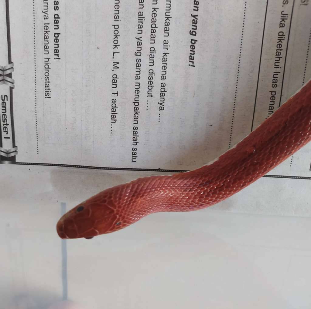 cornsnake-pied-sided-bloodred-tessera-6FKW9D22Y6