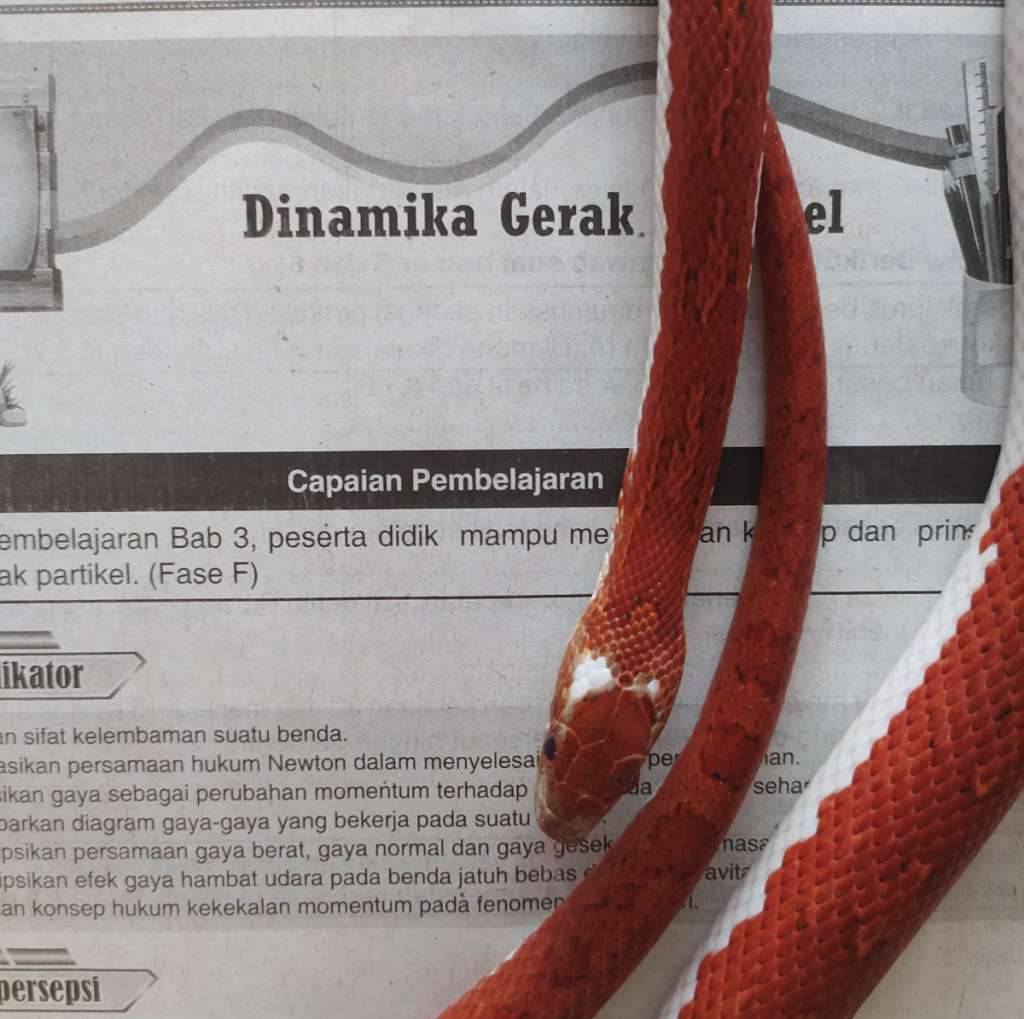 cornsnake-pied-sided-bloodred-tessera-KB1O7KM36Y